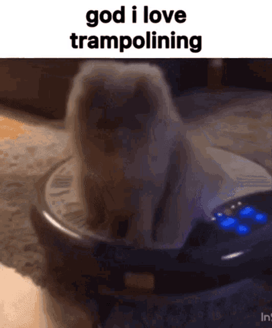 Trampoline God I Love Trampolining GIF - Trampoline God I Love Trampolining Cat GIFs