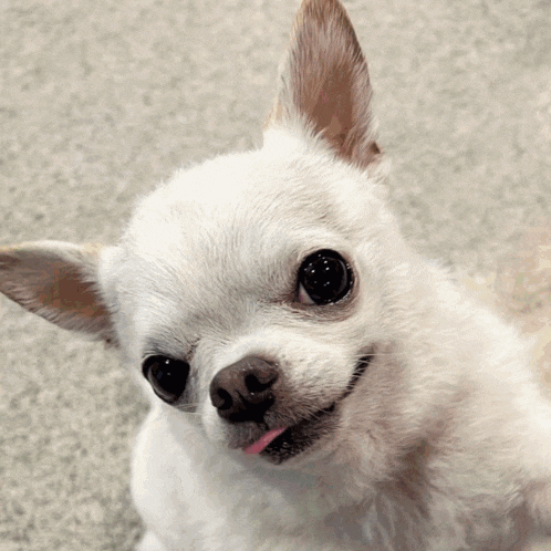 a small white dog with its tongue hanging out