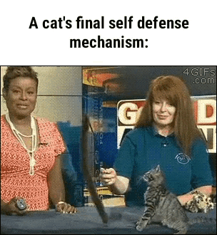 Cats Self Defense GIF - Cats Self Defense Jump GIFs
