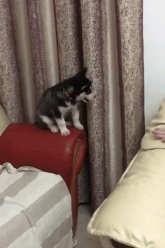 Jinga Ares Ares Jinga GIF - Jinga Ares Ares Jinga Dog Ares GIFs