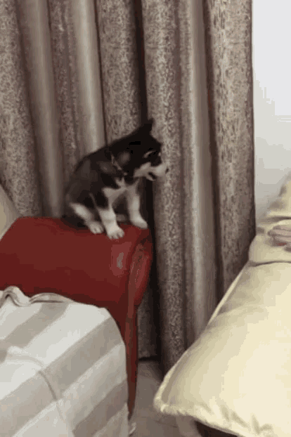 a black and white cat is sitting on a red couch