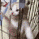 a close up of a cat sitting on a staircase .