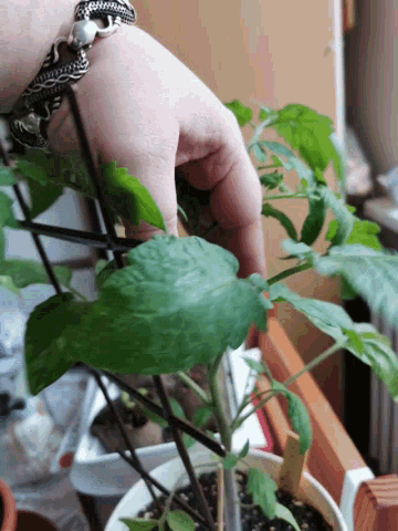 Tomato Plant GIF - Tomato Plant Ruffling GIFs