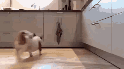 Dogs Sign GIF - Dogs Sign GIFs