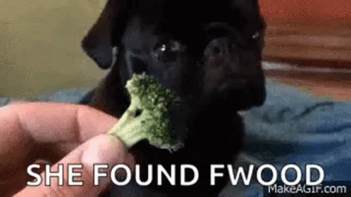 Pugs Eating She Found Food GIF - Pugs Eating She Found Food Eating GIFs