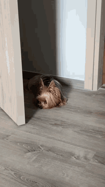 a small brown dog is laying on the floor next to a door