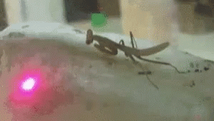 Praying Mantis Follow GIF - Praying Mantis Follow Light GIFs