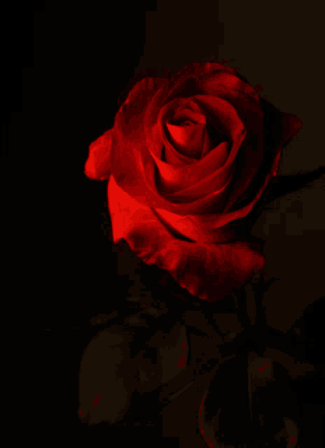 a red rose is against a black background with green leaves