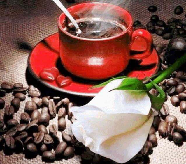 a cup of coffee on a saucer next to a white rose surrounded by coffee beans .