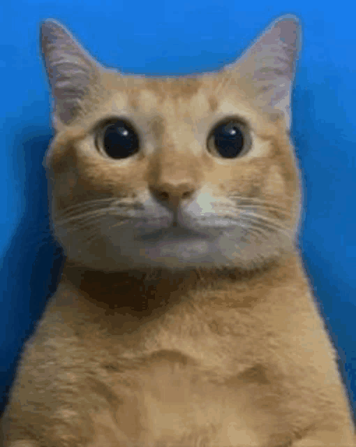 a close up of an orange cat sitting on its hind legs looking at the camera .