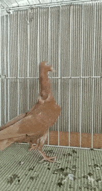 Pigeon Stargard Shaker GIF - Pigeon Stargard Shaker Pigeon Neck GIFs