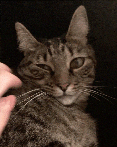 a close up of a cat 's face with a hand petting it
