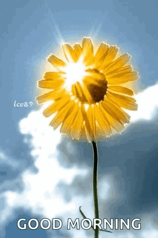 the sun is shining through the petals of a yellow flower on a good morning card .