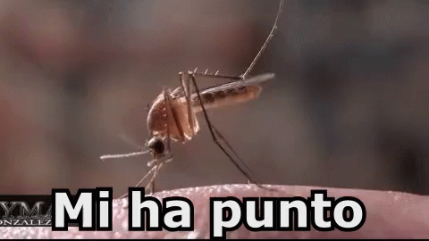 Zanzara Pungere Puntura Insetto Fastidioso GIF - Mosquito Sting Puncture GIFs