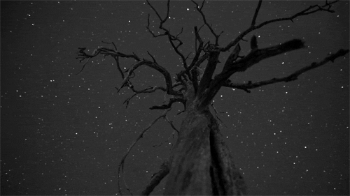 Gave Into The Stars With Me GIF - Stars Tree Night GIFs