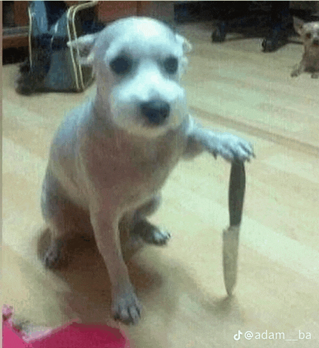 a small white dog is holding a knife in its paw