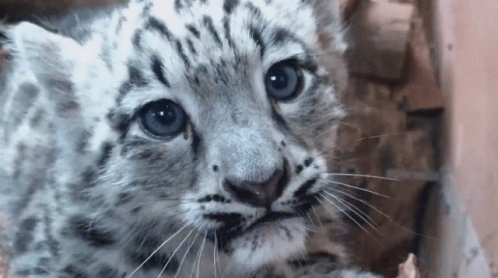 Cute Cub Growl Snow Leopard Growl GIF - Cute Cub Growl Snow Leopard Growl Ghost Of The Mountain GIFs