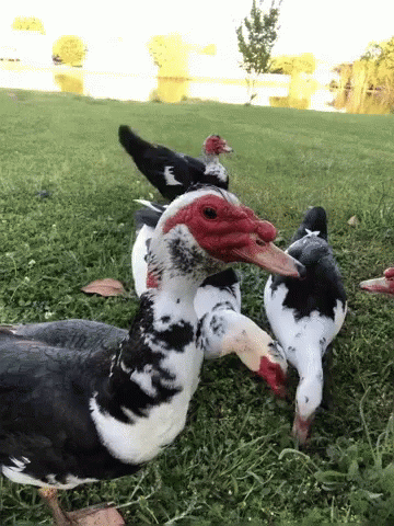 Duck What The GIF - Duck What The Wtf GIFs