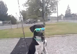 Sunglasses GIF - Dog Swinging Sunglasses GIFs