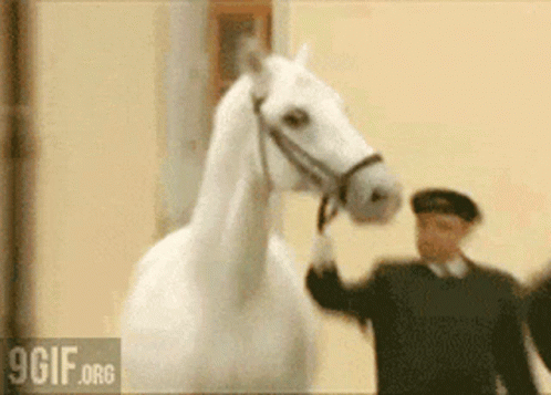 Neigh Horse GIF - Neigh Horse Shocked GIFs