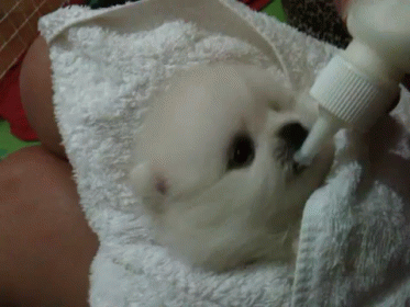 Lunch Time GIF - Animals Dogs Puppy GIFs