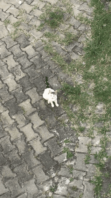 a cat is sitting on a brick sidewalk with a manhole cover in the background