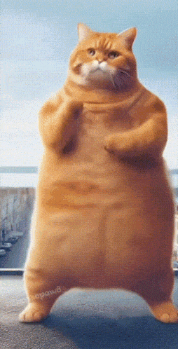 a fat orange cat is standing in front of a window with a blue sky in the background