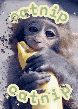 Monkey Catnip GIF - Monkey Catnip Cat GIFs