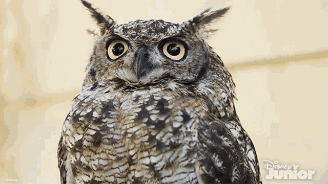 a close up of an owl on a disney junior background