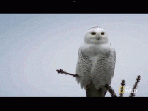 Owl Owls GIF - Owl Owls Funny Owl GIFs