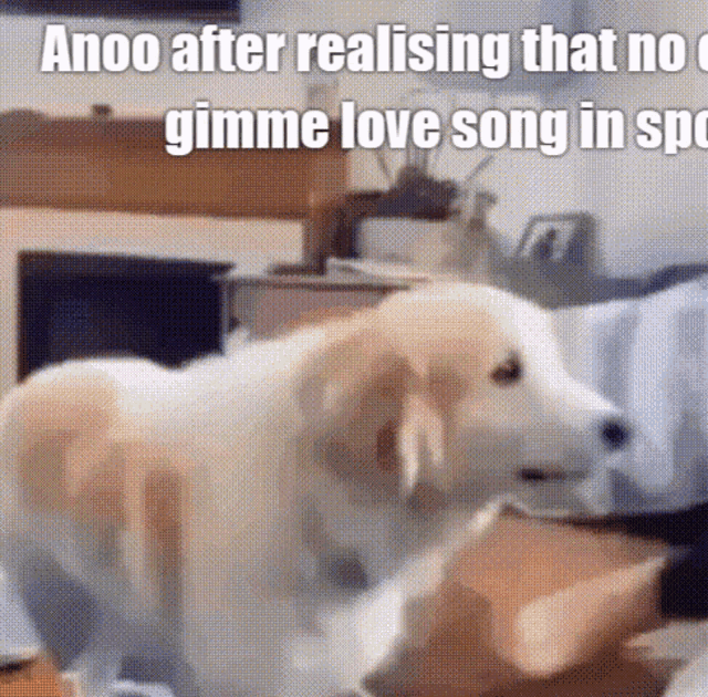 a dog is standing next to a cat in a living room and looking at it .