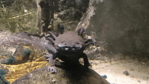 a black axolotl is standing on a rock in the water