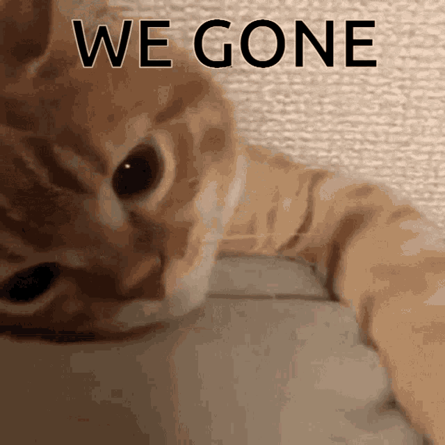 We Gone We Gone Cat GIF - We Gone We Gone Cat He Gone GIFs