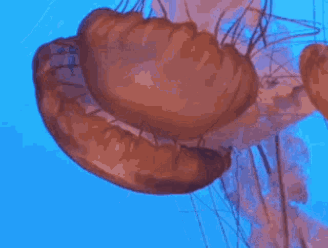 Jellyfish Marine Life GIF - Jellyfish Marine Life Ocean GIFs