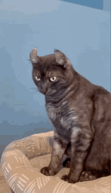 a gray cat sitting on a dog bed with a blue wall in the background