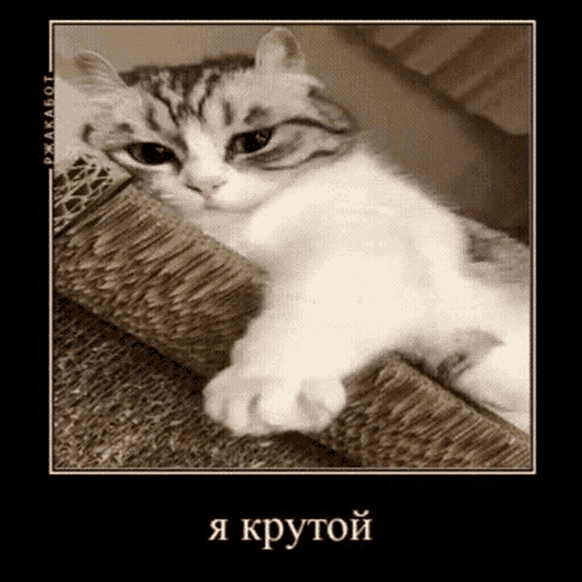 a picture of a cat with a caption in russian that says i am round