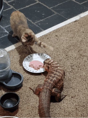 a cat and a lizard are eating from a desert place plate