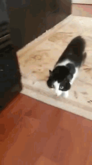 Angry Cat GIF - Angry Cat Animal Attacks GIFs