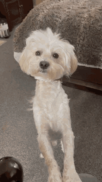 Dog Confused GIF - Dog Confused Puppy GIFs