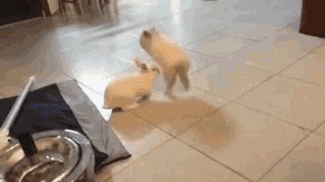 two white rabbits are walking on a tiled floor in a kitchen .
