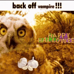 an owl is sitting on a pile of leaves next to garlic bulbs and the words back off vampire !!!