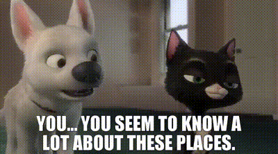 Bolt Movie You Seem To Know A Lot About These Places GIF
