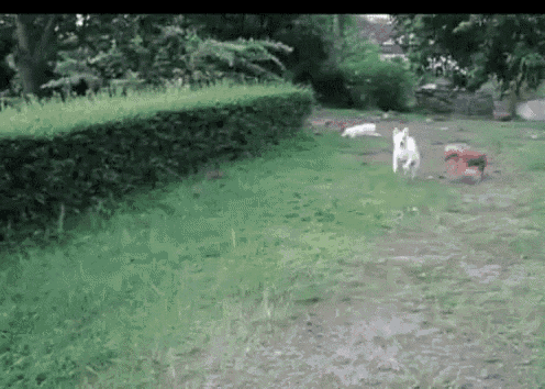 Dog Play GIF - Dog Play Bush GIFs