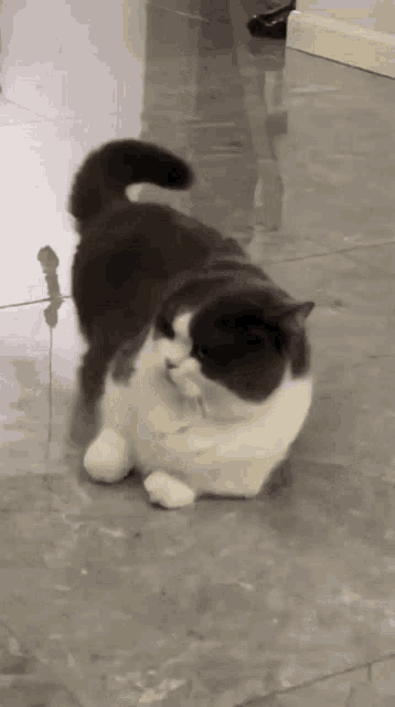 a black and white cat laying on a tile floor
