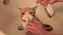 Cat Cute GIF - Cat Cute Bath Time GIFs