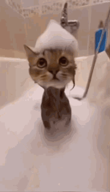 a cat is taking a bath in a tub with foam on its head .