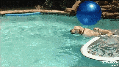 two dogs are playing in a pool with a blue ball