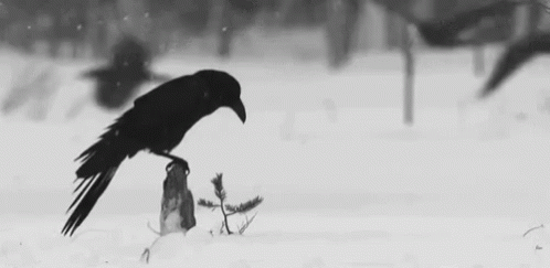 Crow Ravens GIF - Crow Ravens Snow GIFs