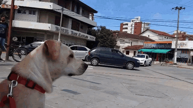 Watch Dog GIF - Watch Dog Cata GIFs