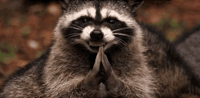 a raccoon is smiling and praying with its hands folded in prayer .